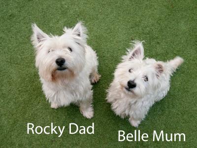 West Highland Terrier pups (2 boys 1 girl) in Kerry